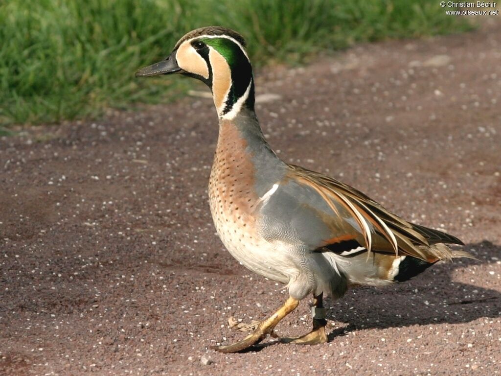 Baikal Teal