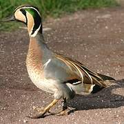 Baikal Teal