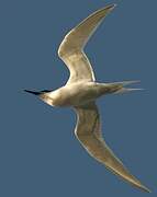 Sandwich Tern