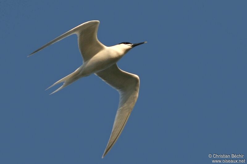 Sandwich Tern