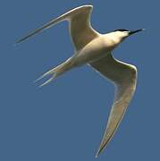 Sandwich Tern