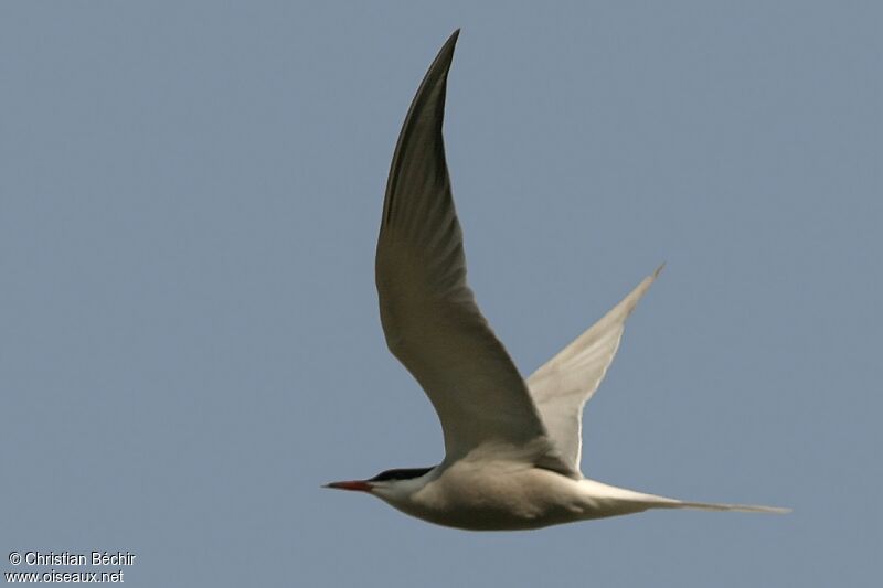 Common Tern