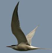 Common Tern