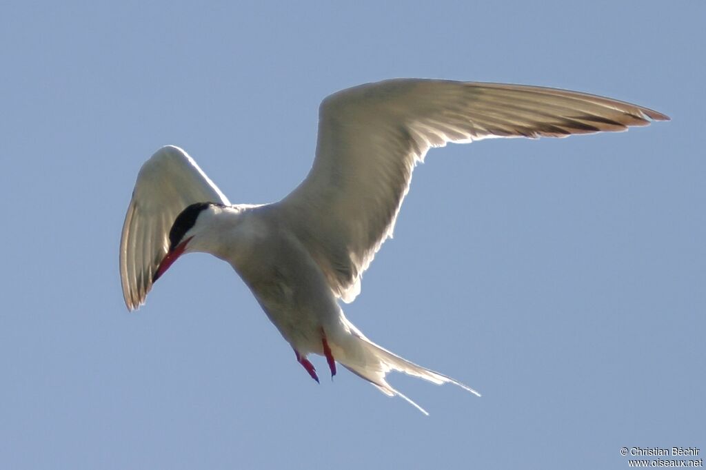 Common Tern