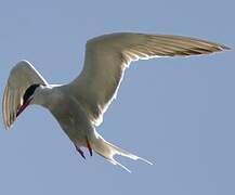 Common Tern