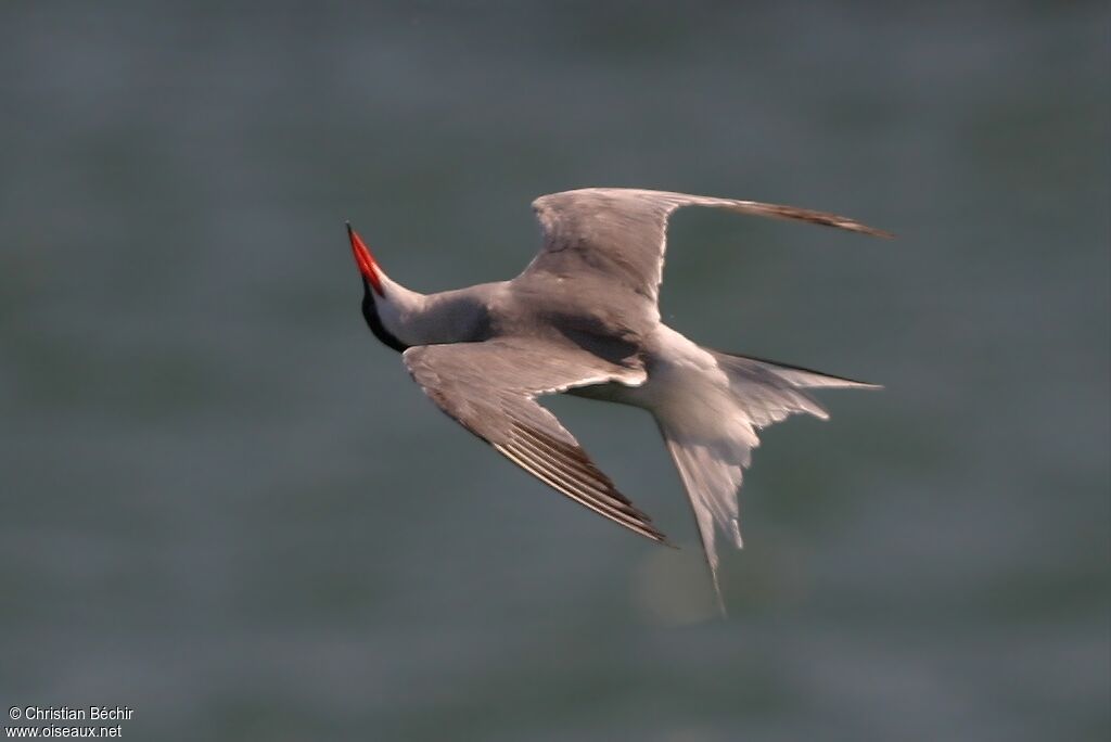 Common Tern