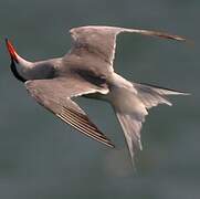 Common Tern