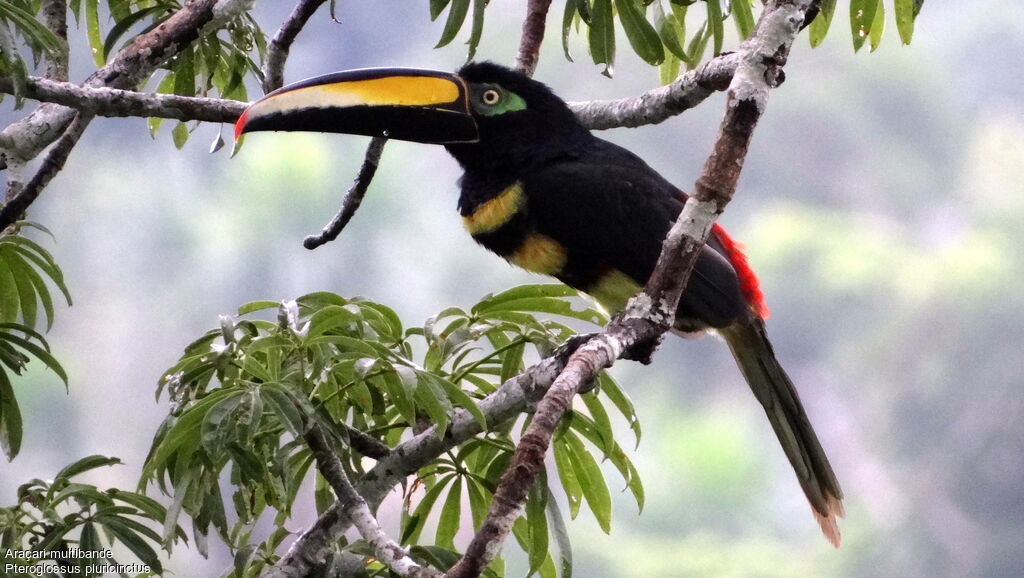 Many-banded Aracariadult, identification