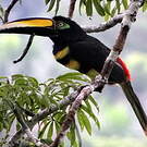 Araçari multibande