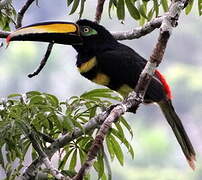 Many-banded Aracari