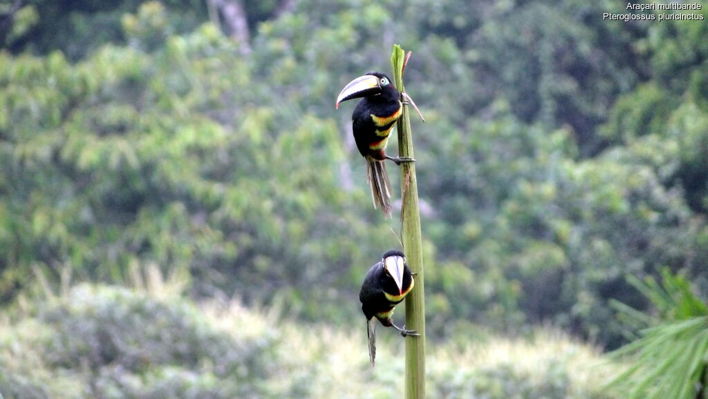 Many-banded Aracari 