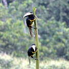 Araçari multibande