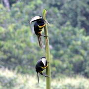 Many-banded Aracari