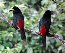 Many-banded Aracari