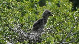 Black-crowned Night Heron