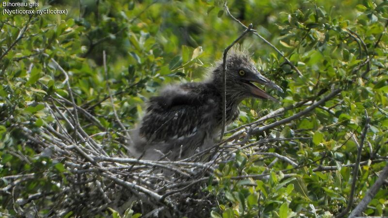 Black-crowned Night HeronPoussin, identification