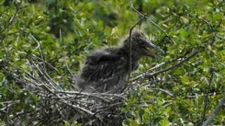 Black-crowned Night Heron