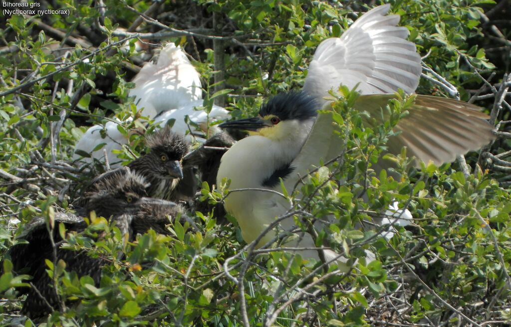 Black-crowned Night Heron, habitat, Behaviour