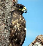 Buse des Galapagos