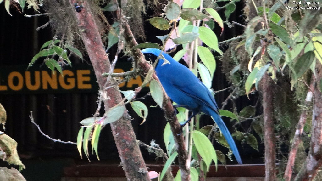 Turquoise Jay