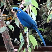 Turquoise Jay