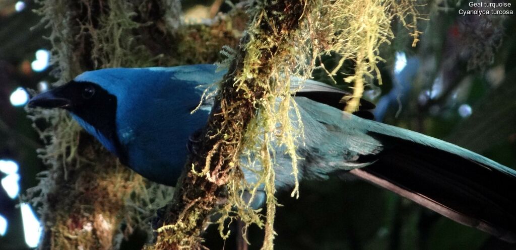 Turquoise Jay