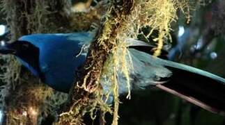 Turquoise Jay