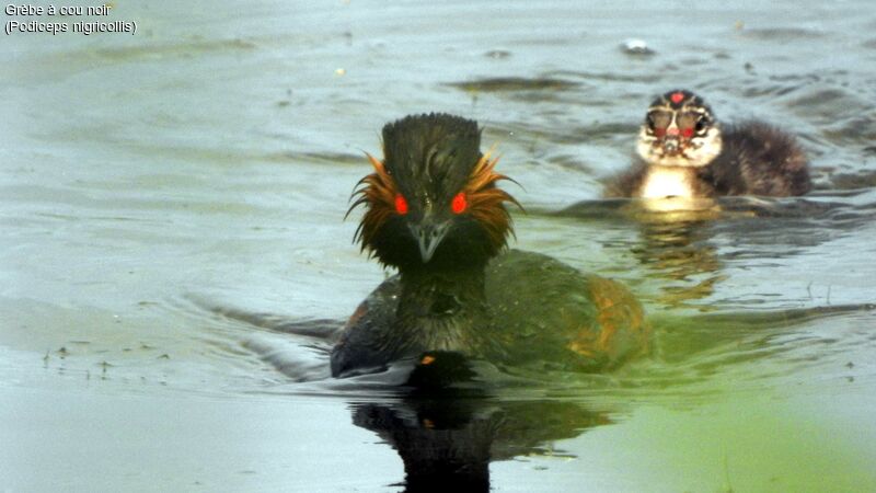 Black-necked Grebe female Poussin, swimming