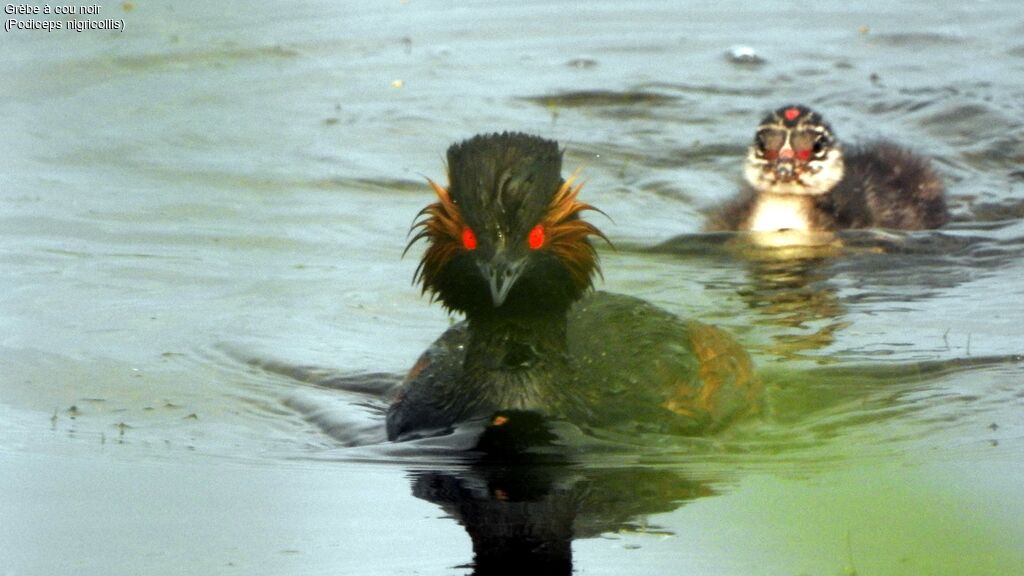 Black-necked Grebe female Poussin, swimming