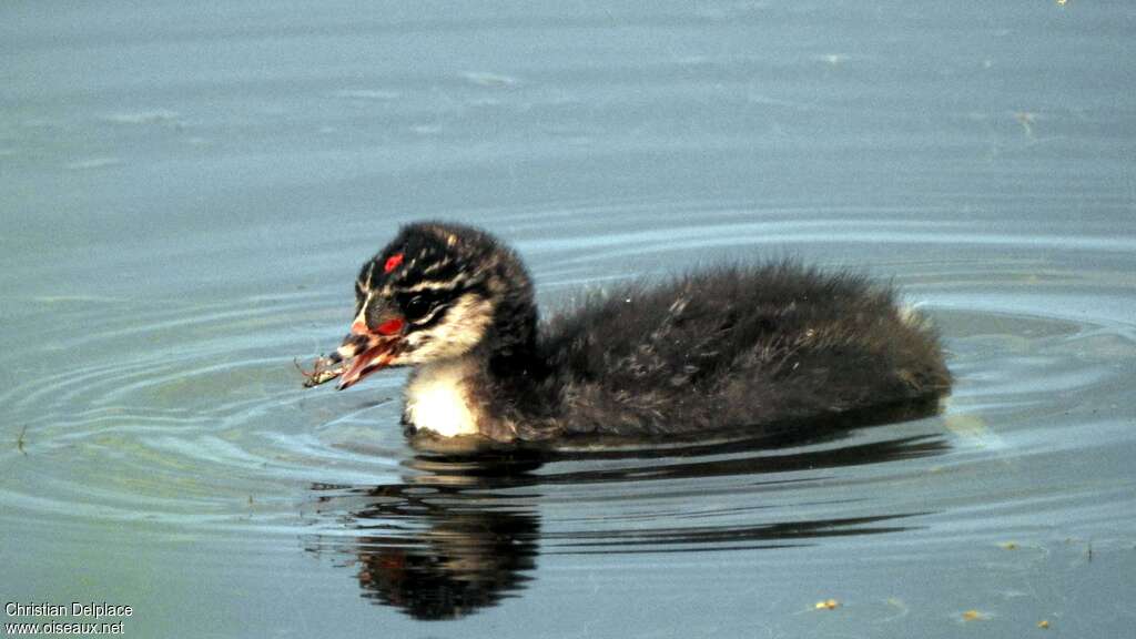 Black-necked GrebePoussin, identification