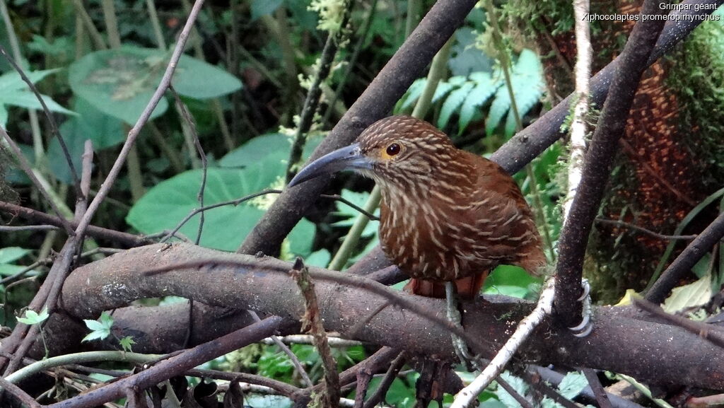 Strong-billed Woodcreeper