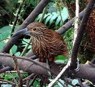 Strong-billed Woodcreeper