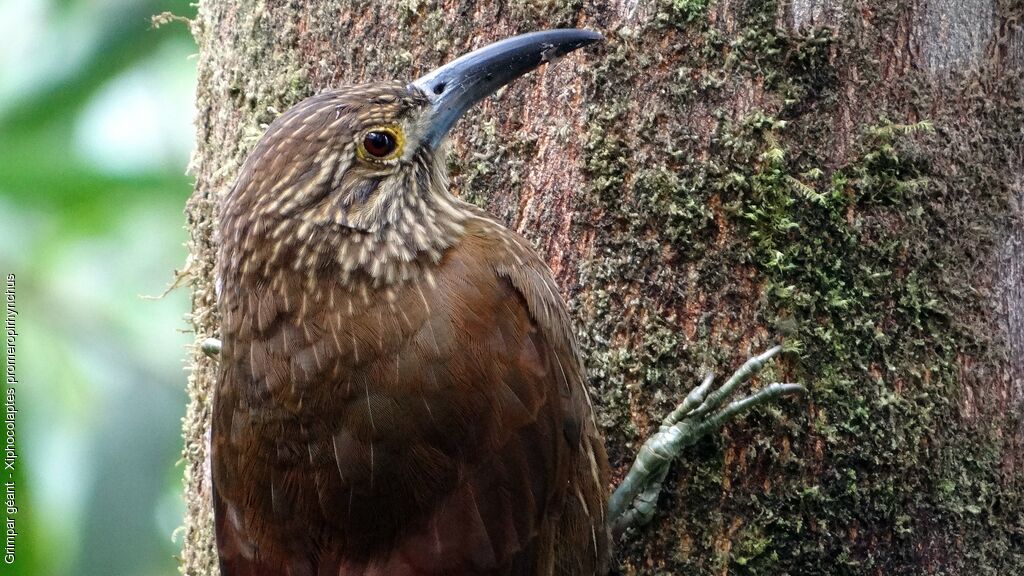 Strong-billed Woodcreeper