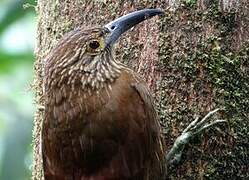 Strong-billed Woodcreeper