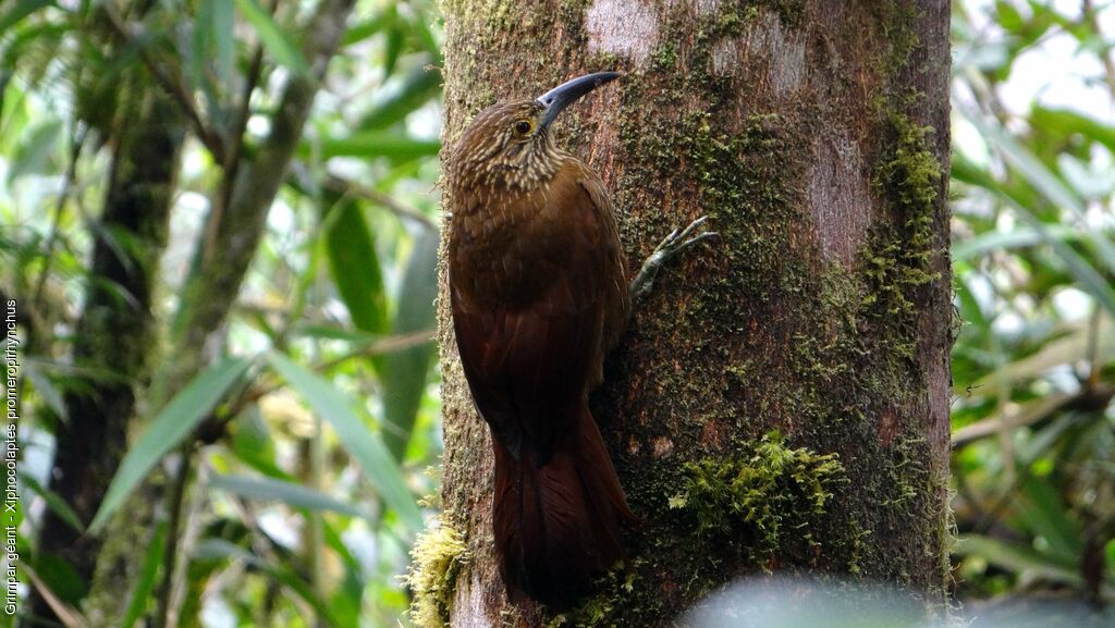 Strong-billed Woodcreeper