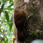 Strong-billed Woodcreeper