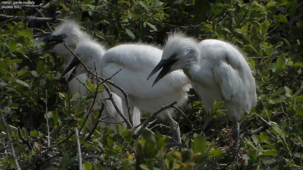 Western Cattle Egret, habitat