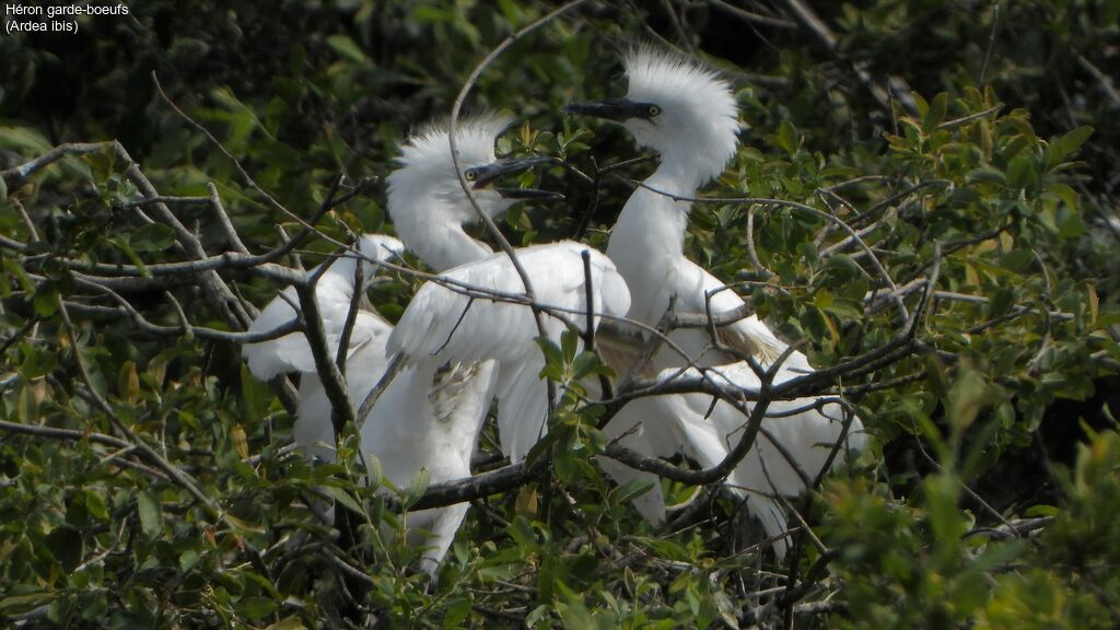 Western Cattle Egret, habitat