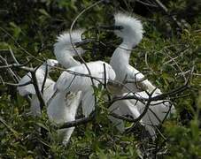 Western Cattle Egret