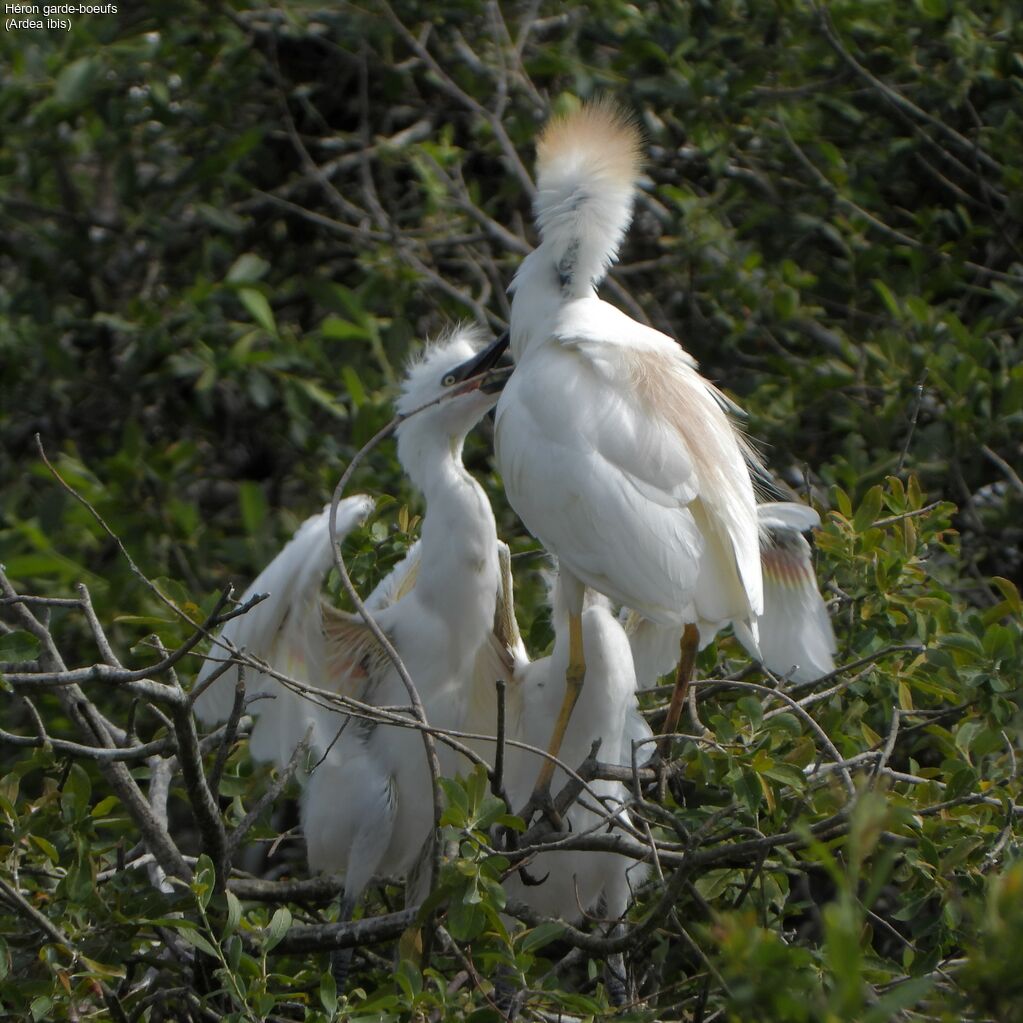 Western Cattle Egret