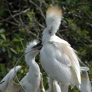 Western Cattle Egret