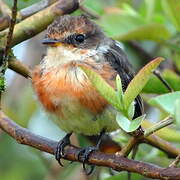 Darwin's Flycatcher