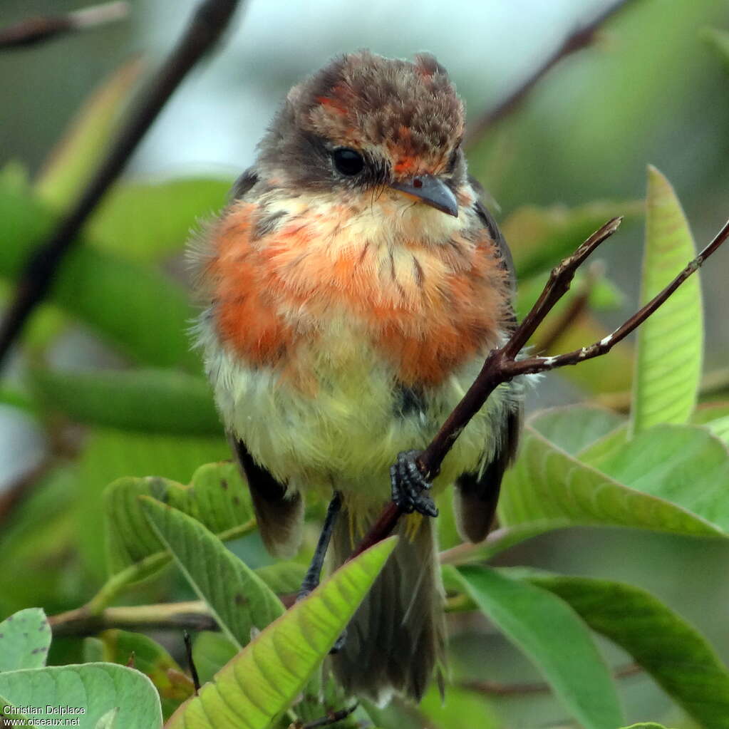 Darwin's Flycatcherjuvenile