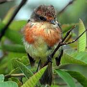 Darwin's Flycatcher