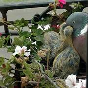 Common Wood Pigeon