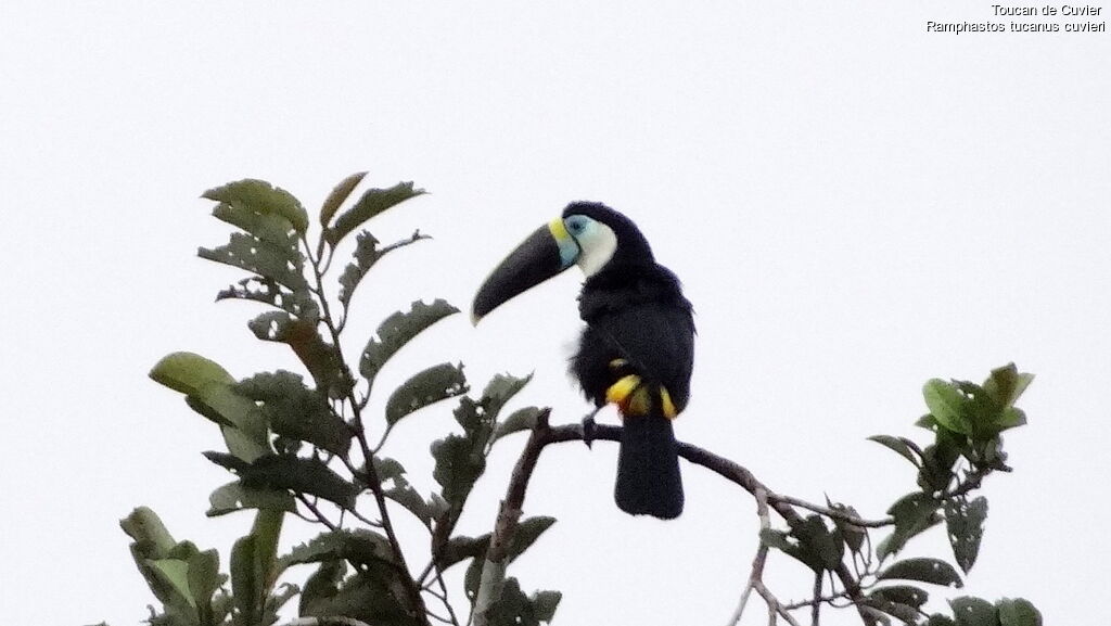 White-throated Toucan (cuvieri)