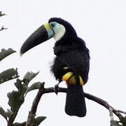 White-throated Toucan (cuvieri)