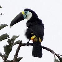 Toucan de Cuvier