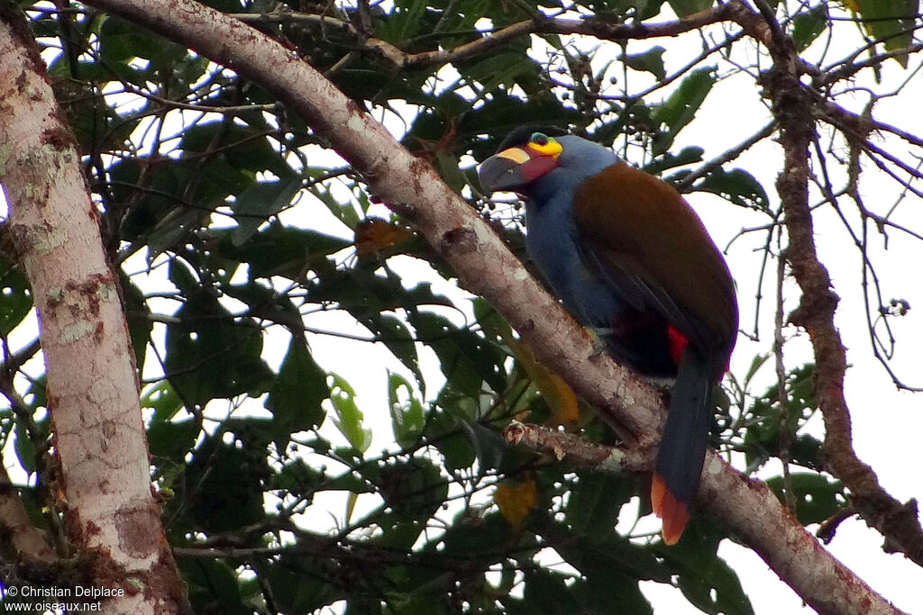 Plate-billed Mountain Toucanadult