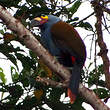 Toucan montagnard